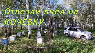 В погоне за мёдом=) Вывезли пчёл на кочёвку.  Пчеловодный сезон 2022.