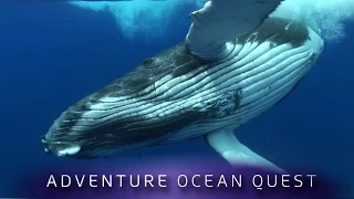 ► Adventure Ocean Quest - The Giants of Rurutu (FULL Documentary)