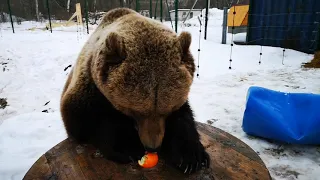 Медведь Мансур и апельсин