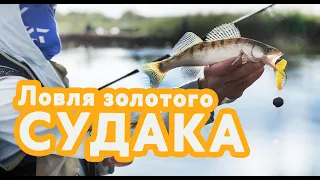 Ловля золотого судака. Узбекистан / Catching golden zander. Uzbekistan