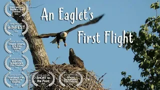 An Eaglet's First Flight