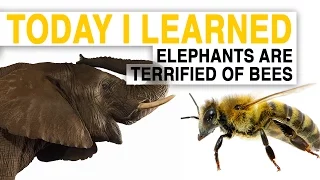 TIL: Bees Could Help Save Elephants—By Scaring Them | Today I Learned