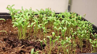 Cilantro timelapse