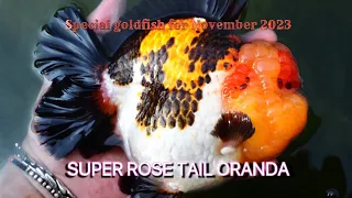 Special goldfish for November 2023 #goldfish #goldfishfarm #oranda #pjleeselect #pjlee #금붕어