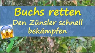 Zünsler bekämpfen (Buchs mit heißem Wasser retten) 🐛 🐛🐛  🐛🐛🐛🐛🔥🔥