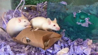 DIY Puzzle for mice and rats | Fun cereal treat puzzle