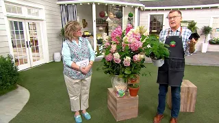 Roberta's 1-piece Proven Winners Pinky Winky Hydrangea Plant on QVC