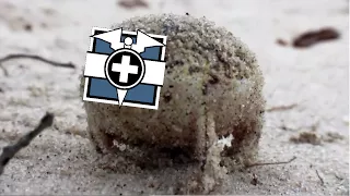 Angry Squeaking Doctor Frog