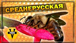 СРЕДНЕРУССКАЯ ПЧЕЛА. Какая она? Стоит ли заводить новичку?