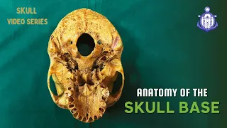 SKULL BASE | ANAT - AV | Skull - Bones