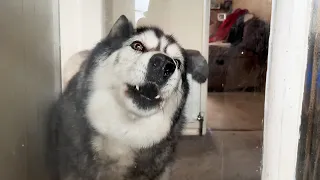 Husky CRIES With JOY When He Realises I’m Almost Home!