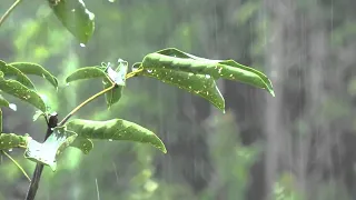 Bruit de pluie sur toit pour un sommeil profond en 10 minute -Pluie dans jungle brumeuse pour dormir