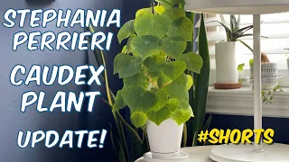 199: CactiOnWhite Shorts: Stephania Perrieri (Climbing Rock Plant) Growth Update! | Caudex Plants