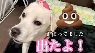 やっと！うんちさん💩でました😭ラブラドールレトリバー Constipation has healed !!Labrador retriever