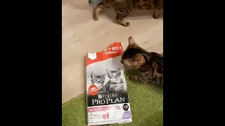 С юмором по жизни 😁 корм для кошек проплан