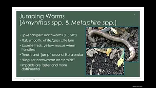 Invasive Species Spotlight: Jumping Worms