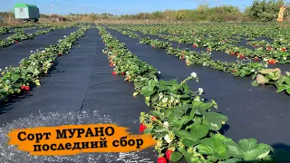 Клубника Мурано | Последний сбор ягоды