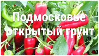 И в открытом грунте ЭТИ ПЕРЦЫ Дадут ОТЛИЧНЫЙ УРОЖАЙ!