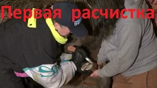 Первая расчистка жеребёнка