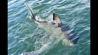 Man Hooks Tuna, Fatal Shark Attack follows