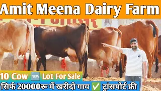 28 Letter Milk 👌 20000 में खरीदो गाय ✅ ट्रांसपोर्ट फ्री 🎉 Top 10 Sahiwal Gir Jersey Cross Breed Cow