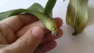 Реанимация орхидеи.Орхидея растет без корней. Часть 3. Через месяц
