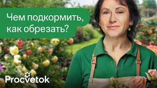 РОЗЫ БУДУТ ПЫШНО ЦВЕСТИ ВСЕ ЛЕТО после такой подкормки и обрезки весной!