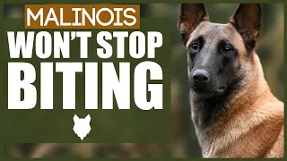 How To Stop A BELGIAN MALINOIS BITING