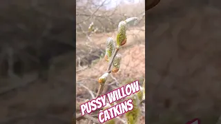 Male Goat willow flowers are known as ‘pussy’ WILLOW as they resemble tiny kittens #willow #nature
