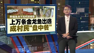 上万条金龙鱼“出逃”被村民烹煮   养殖业者蒙受逾百万损失 | 新闻报报看 31/05/2024