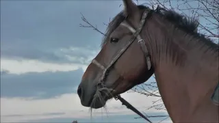 Гон лосей. Звал быка, пришла корова. Moose race. He called the bull, the cow came.