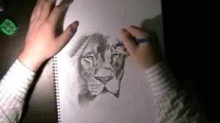 Lions Drawing...