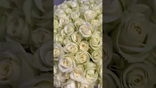 Miluju bílé růže 💐 Děkuji @TarasPovoroznyk za krásnou kytku ❤️ #stana #narozeniny