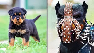 ANTES Y DESPUÉS DE ANIMALES CRECIENDO. INCREÍBLES TRANSFORMACIONES DE ANIMALES