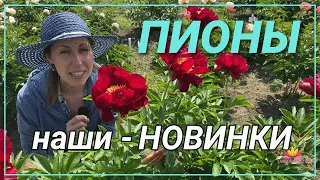 Новинки нашего питомника - пионы PINK LUAU, HEATHER и CHIEF JUSTICE / Сад Ворошиловой