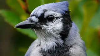 Blue Jay Call