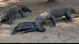 Komodo Dragons Prey on Old Wild Boars in a Matter of Minutes