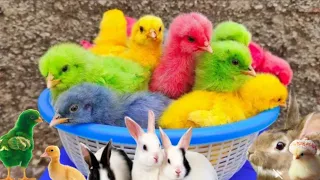 World Cute Chickens, Colorful Chickens, Rainbow Chickens, Cute Ducks, Cat, Hen, Rabbits,Cute Animals