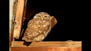 742. Sýček obecný, Little Owl, Steinkauz, Домовый сыч, Pójdźka zwyczajna