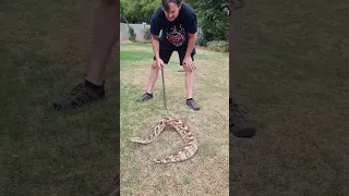 Massive 1.4m Tanzanian Puff Adder of 7.7kg