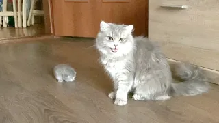 Mama cat brought a little kitten to her owner