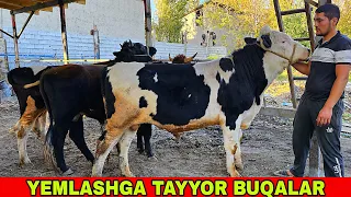 YEMLASHGA TAYYOR BUQALAR ARZON NARXDA