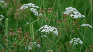 Flower Background Video Effects HD : Flowers Grass Wind Green 4K Video