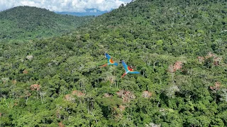 Scarlet macaws flying over the Amazon rainforest