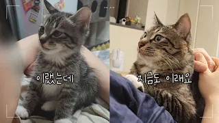 제리 전용 침대 공개 🛏 아기고양이가 커서도 하는 똑같은 행동 🤓