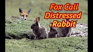 Best Fox Call Distressed Rabbit 1hr