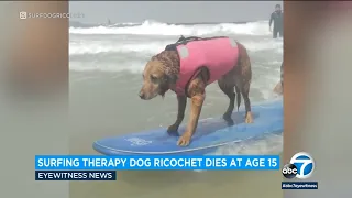 Famous surfing therapy dog dies at age 15 from liver cancer