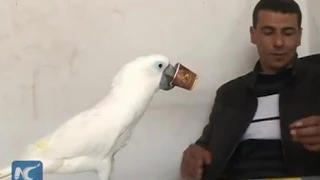 Two parrots drink coffee every day in Gaza