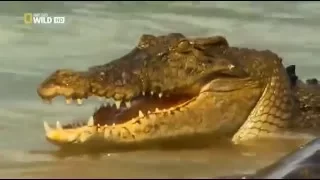 Атака Крокодилов