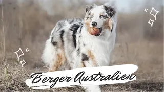 🐺 Le BERGER AUSTRALIEN - 32/344 | RACE